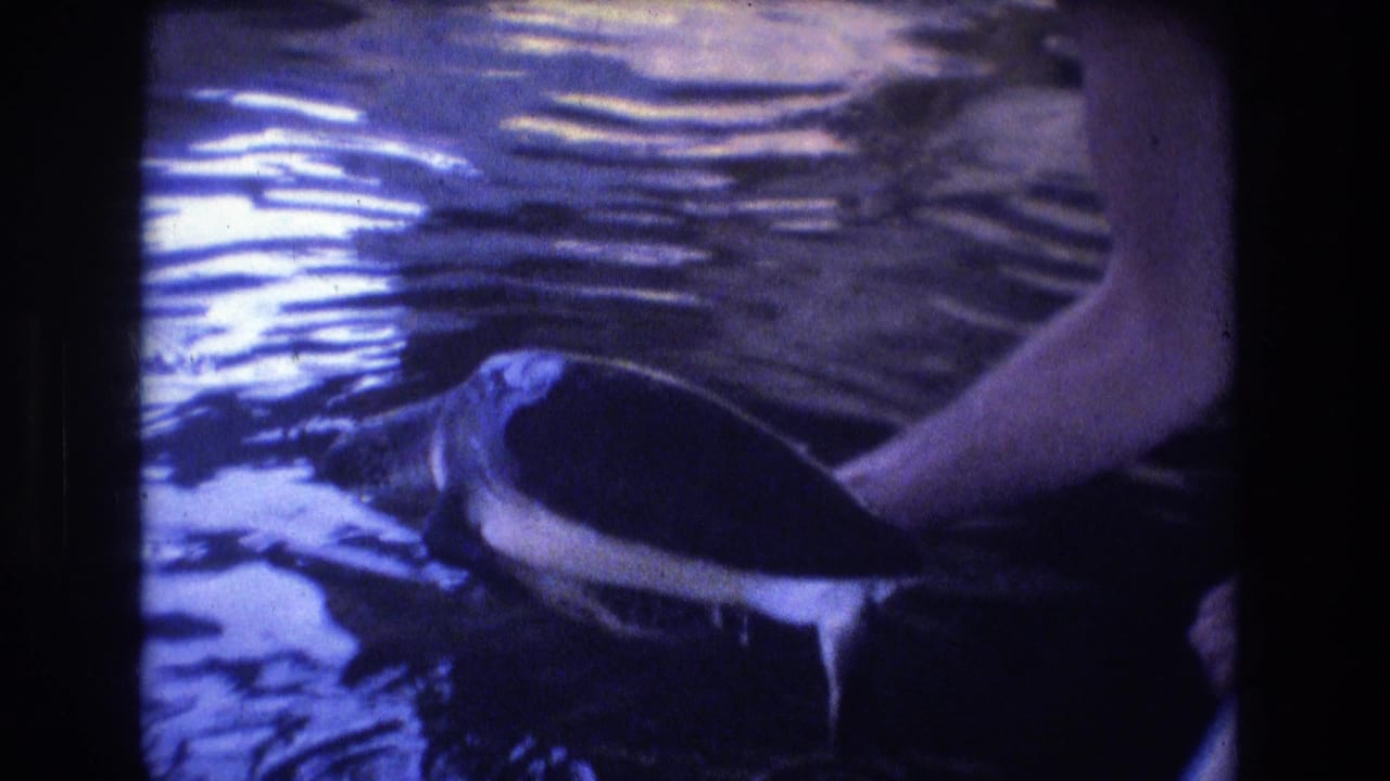 A turtle is held near the water while its flipper extends outward.