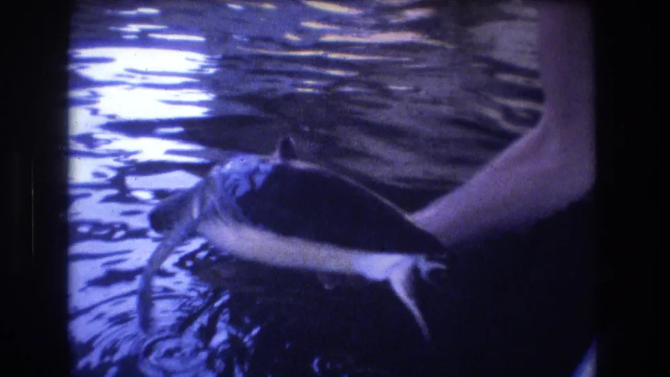The turtle appears to move its flipper while a person's hand holds it close to the surface of rippling water in this 1977 Hawaii home-movie frame.