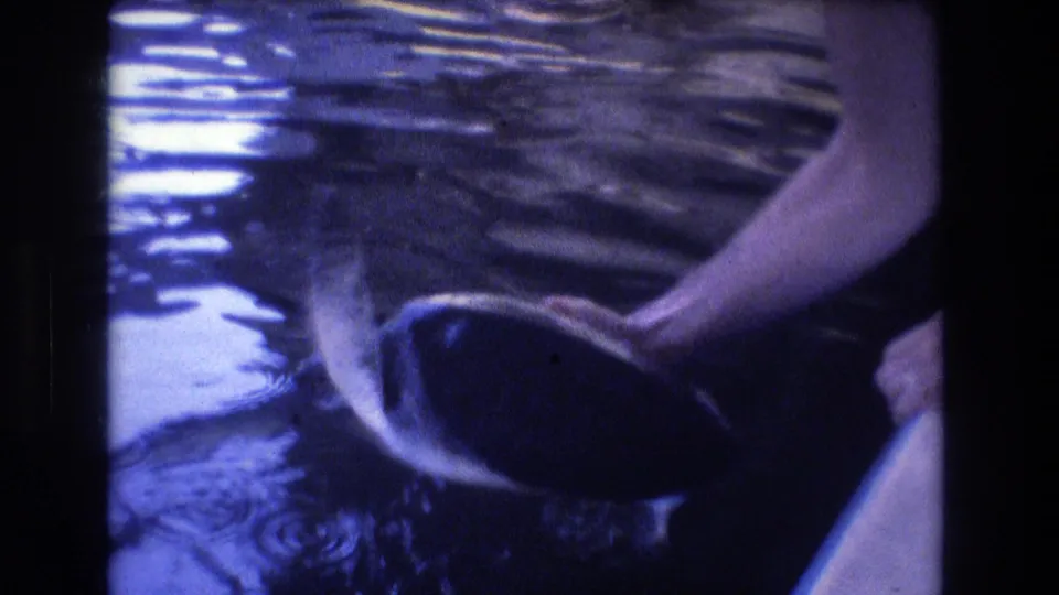 A close final frame shows the sea turtle partly turned near a person's arm, with rippling water and visible 8mm film grain from the supplied Honolulu, Oahu clip.