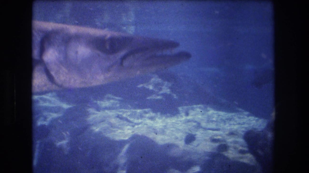 Large fish seen through blue aquarium water above rocky substrate.