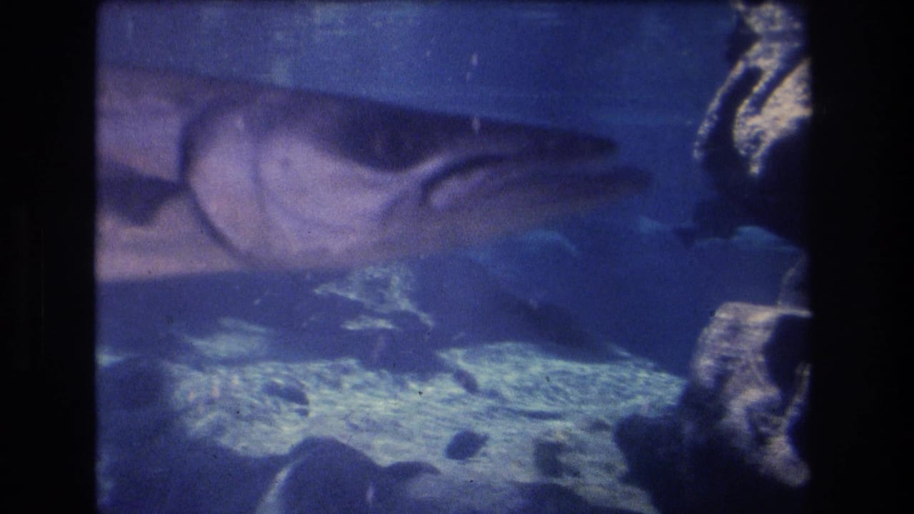 Close view of a large fish swimming across blue aquarium water.