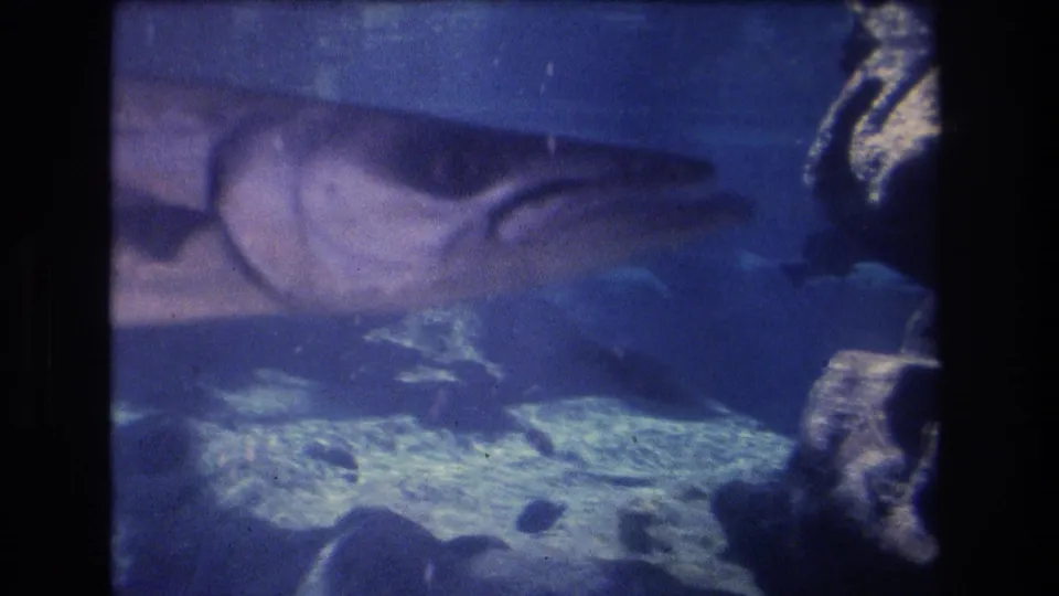 A large fish glides across a blue aquarium tank in the Honolulu, Hawaii 1977 clip, with reflected highlights and rocky aquarium floor visible below.