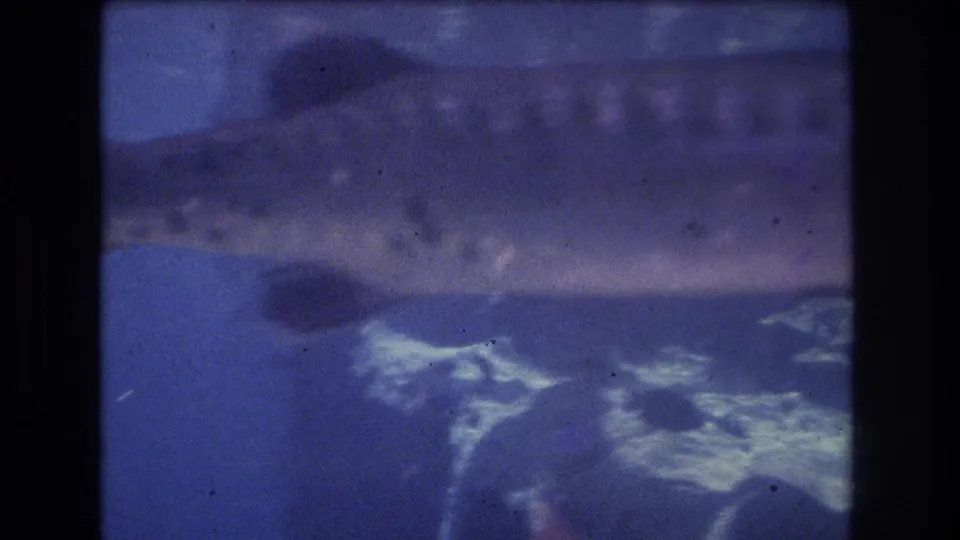 A softer, motion-blurred frame shows a fish form moving through blue aquarium water over pale rocks, with the 8mm exposure and grain especially visible.