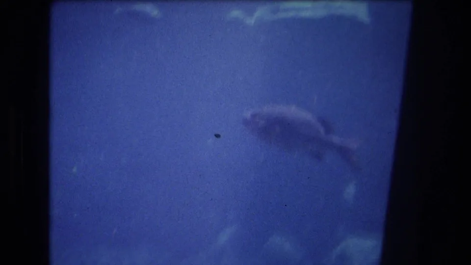 Soft 8mm frame of a fish silhouette moving through blue aquarium water, with reflections and film grain obscuring detail.