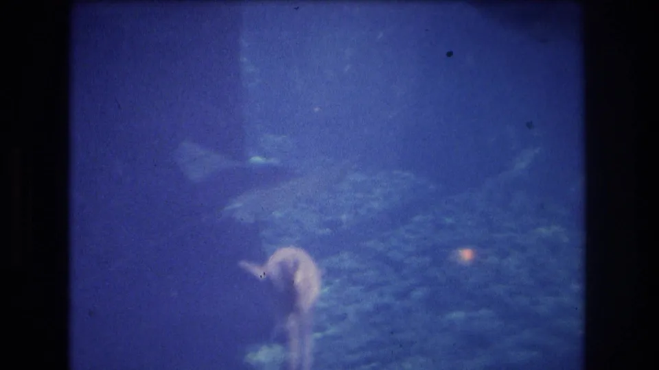 Honolulu aquarium frame with fish near pale coral or rock forms in blue water, seen through grainy 1970s 8mm home-movie footage.