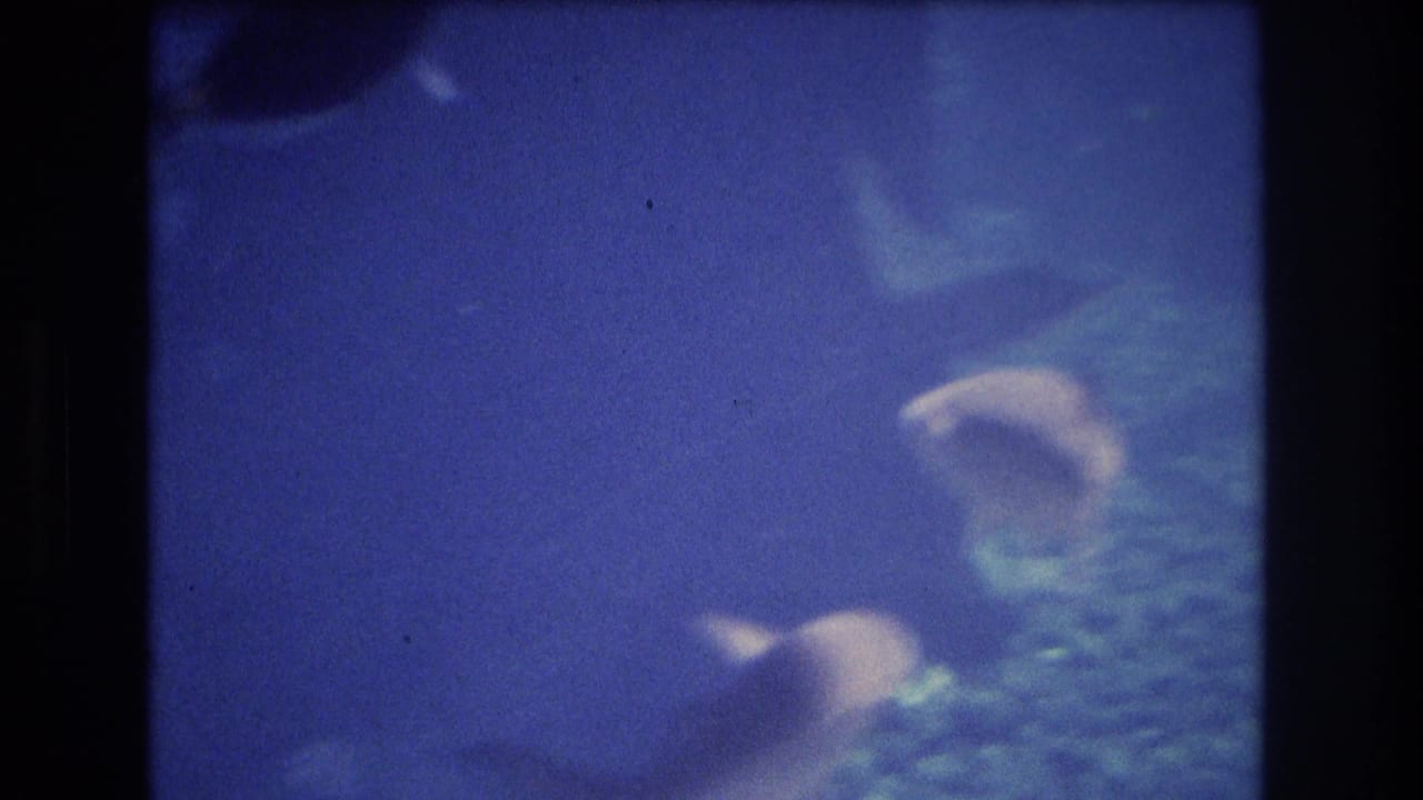 1977 Honolulu, Oahu 8mm underwater frame showing two small pale fish moving through blue-tinted water near textured coral or rock.