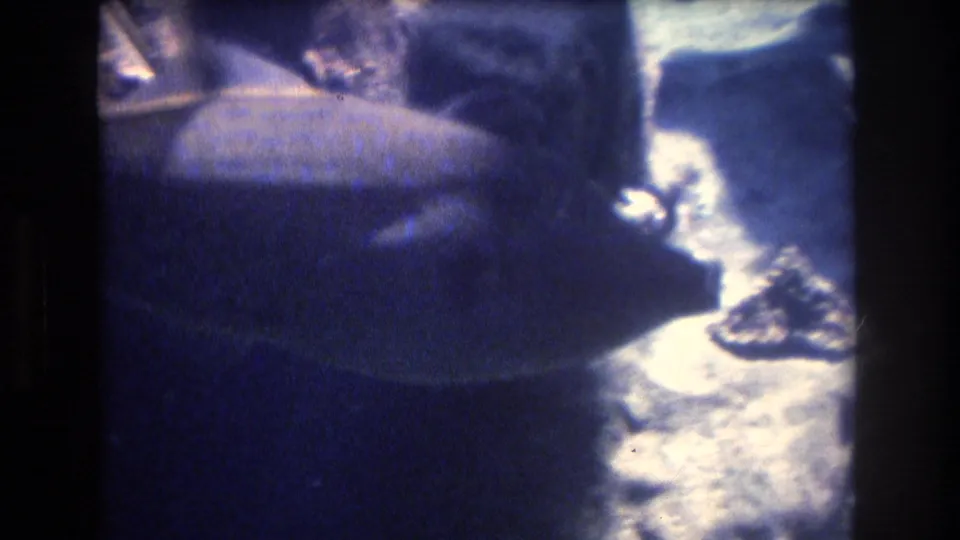 Close underwater view of a large dark fish with bright reflected light in the 1977 Honolulu, Oahu 8mm footage.