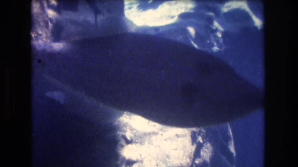 A large fish silhouette crosses the frame above bright reef-like highlights in vintage 8mm underwater footage from Honolulu, Oahu.