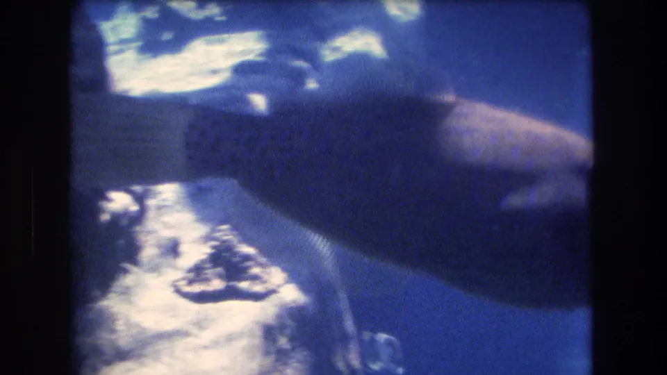 Large fish angled across blue underwater light with reef-like reflections below in the supplied 1977 Hawaii home-movie frame.