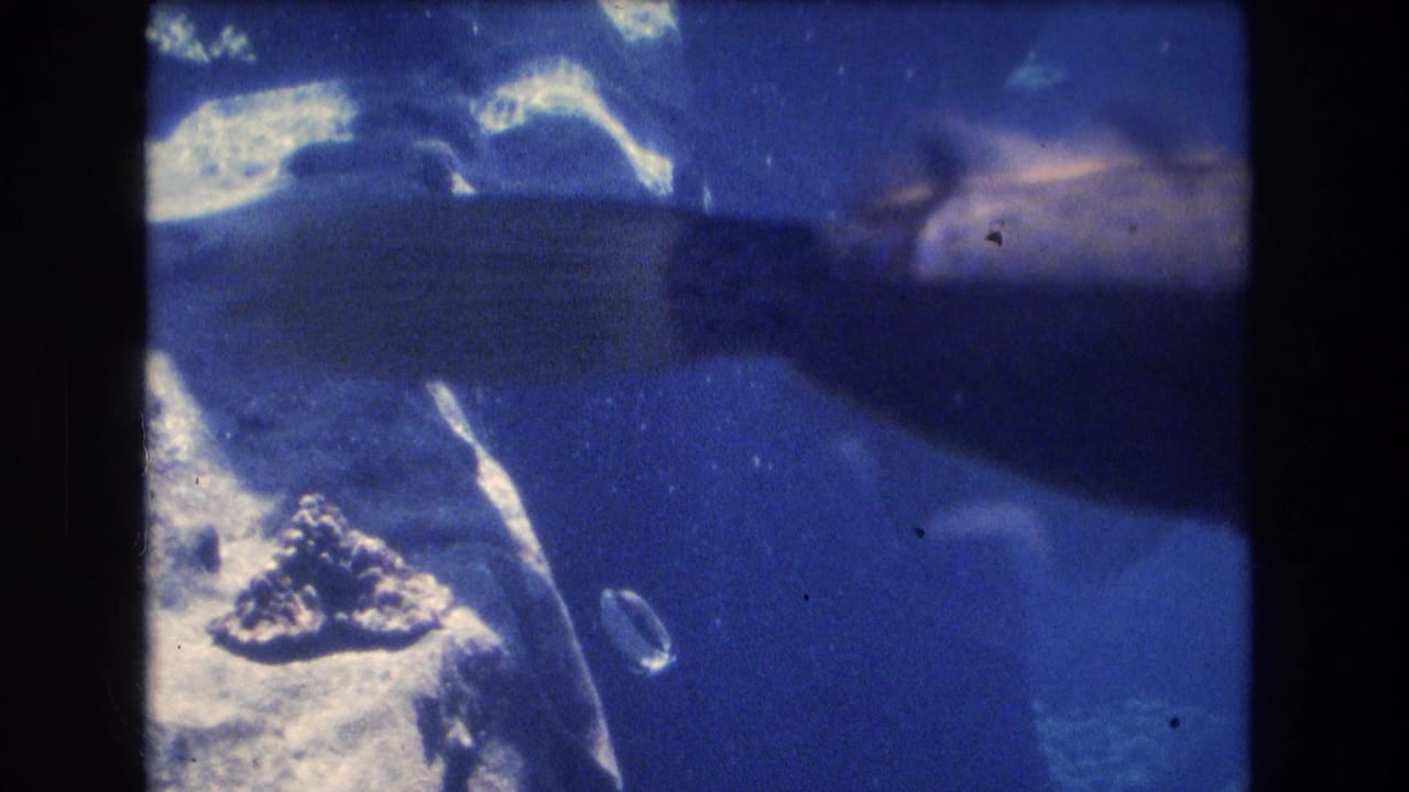 1977 Honolulu-area 8mm home-movie frame showing a large fish partly crossing the blue aquarium tank near reflective glass.