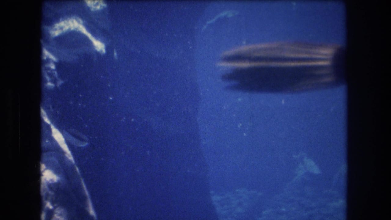 A large fish moves through a blue aquarium tank in this Honolulu, Oahu 1977 home-movie frame, with glass reflections and dark frame edges visible.