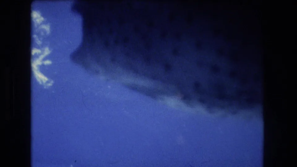 Close 8mm frame of the large aquarium fish passing near the lens, with its body softened by motion, blue water, and reflected light.