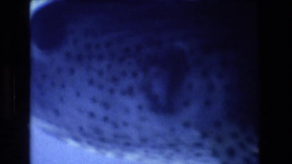 Spotted body of a large fish fills much of the 1977 Honolulu aquarium frame, seen through blue water and slightly soft 8mm film texture.