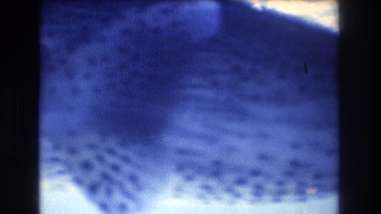 Blue-tinted hammerhead shark body passing near the top of an aquarium tank.