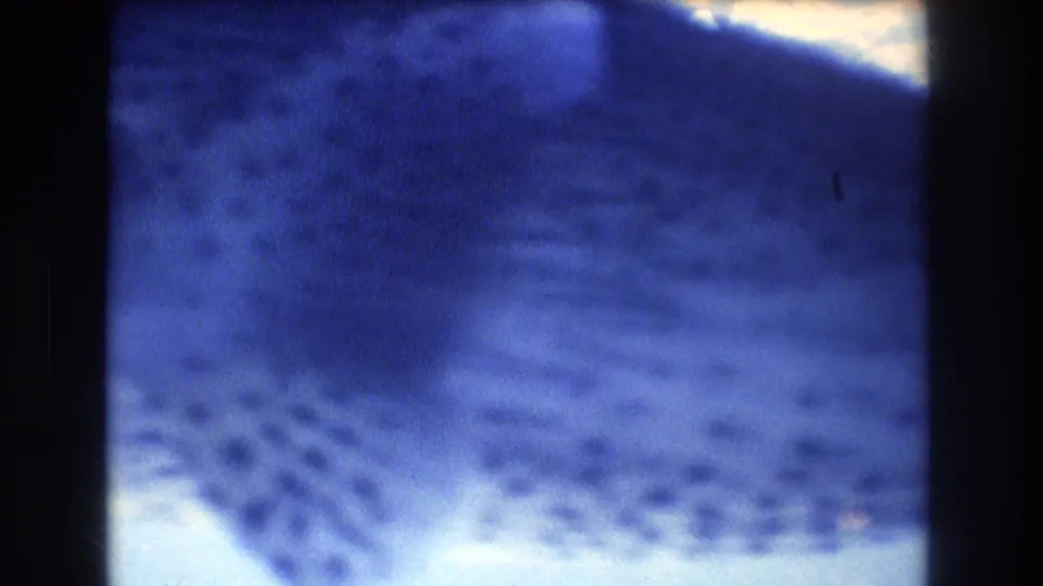 A blue-tinted 1977 Honolulu 8mm frame shows a hammerhead shark moving close to the camera above a faint aquarium floor and rock forms.