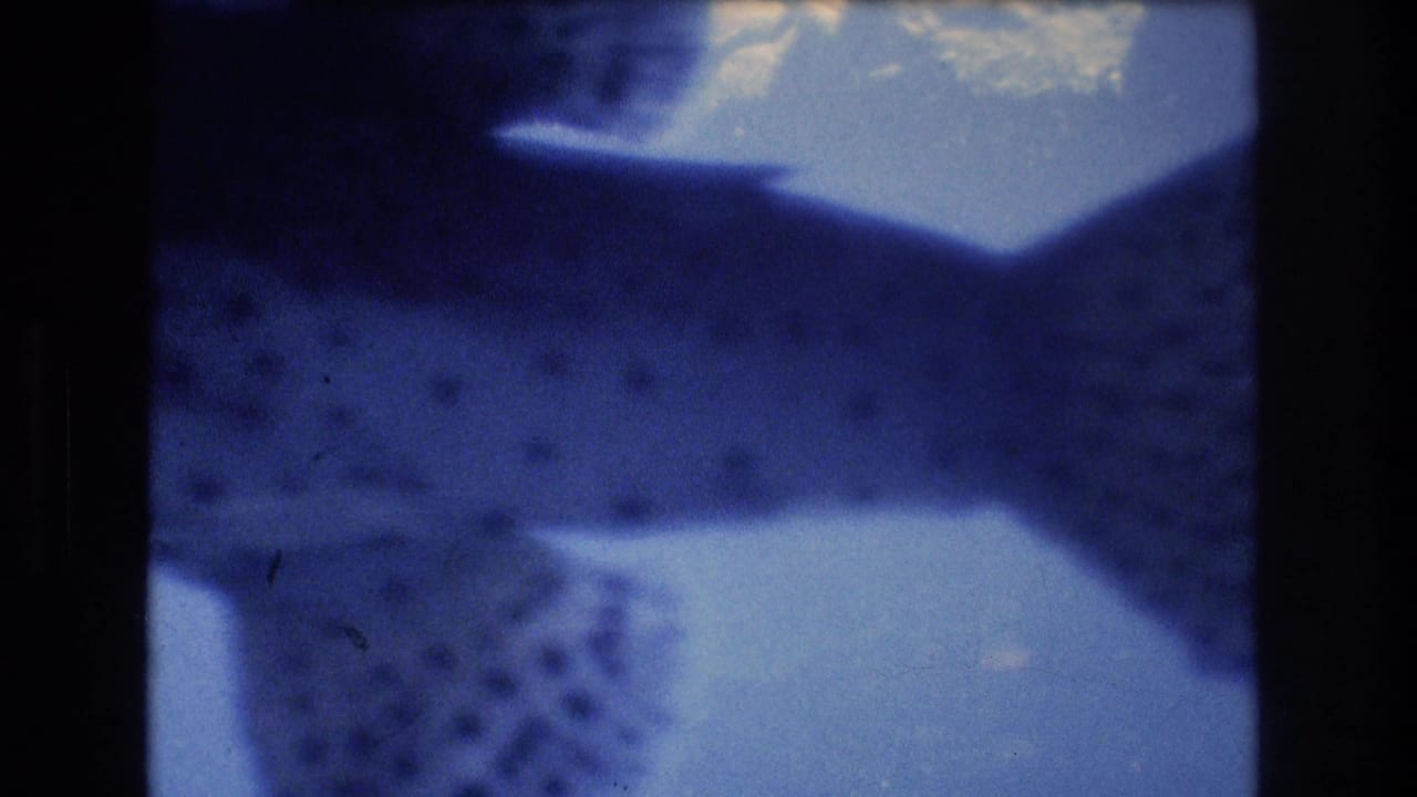 Hammerhead shark swimming across blue aquarium water above rocks.