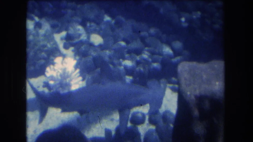 A 1977 Honolulu 8mm frame shows a hammerhead shark swimming through blue aquarium water above rocks and coral-like tank decor.