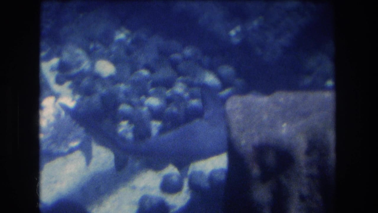 1977 Honolulu, Oahu 8mm frame showing a bullhead shark near pebbles or coral rubble in blue aquarium water, with dark film borders and soft grain.