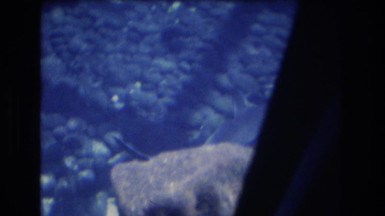 1977 Honolulu, Oahu 8mm frame with the shark moving slowly past a pale rectangular rock or tank feature while small fish appear in the blue background.