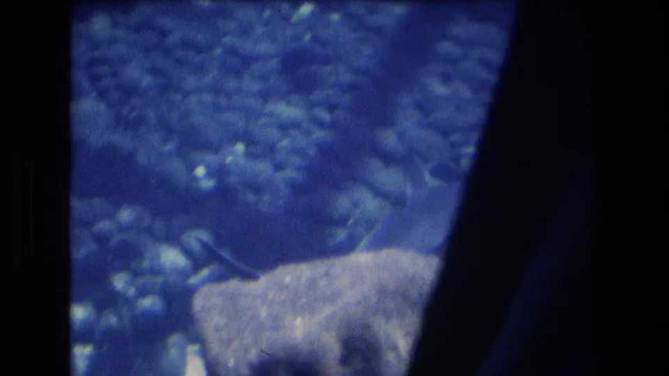 1977 Honolulu, Oahu 8mm frame with the shark moving slowly past a pale rectangular rock or tank feature while small fish appear in the blue background.