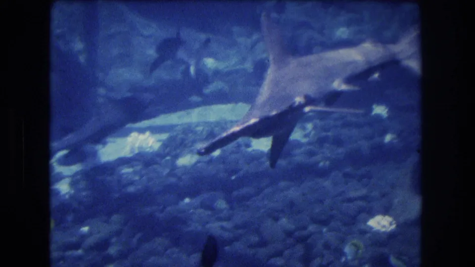 1977 Honolulu, Oahu 8mm frame showing the shark's body and tail crossing above the rocky aquarium bottom, with background fish and blue film cast.