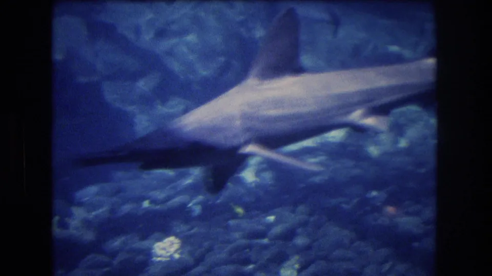 1977 Honolulu, Oahu 8mm frame of a bullhead shark gliding across blue aquarium water above pebbles or coral rubble, with other fish faintly visible behind it.