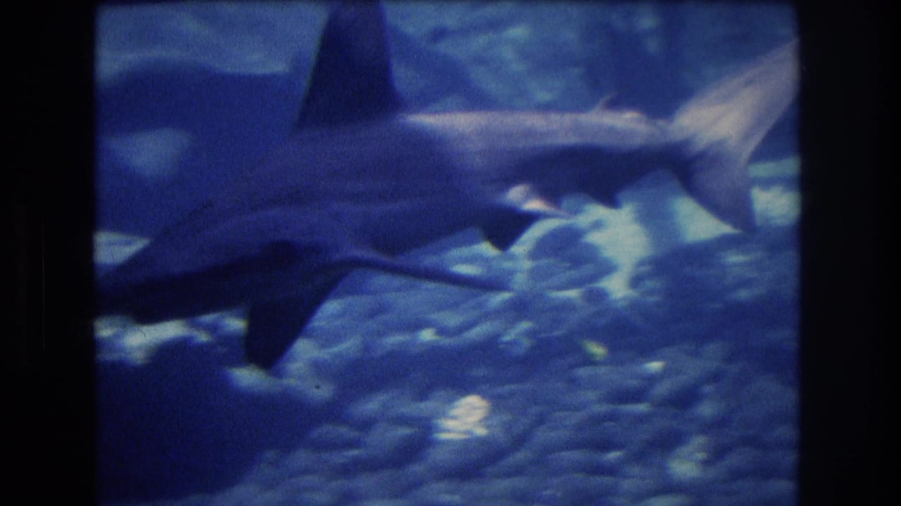 A hammerhead shark passes through blue-tinted aquarium water in 1977 Honolulu, Oahu 8mm footage, with rocks and small fish visible below.