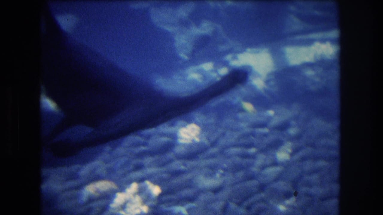 The shark's broad head and dorsal fin are visible as it turns through the aquarium tank, with the rocky bottom softened by blue 8mm color.