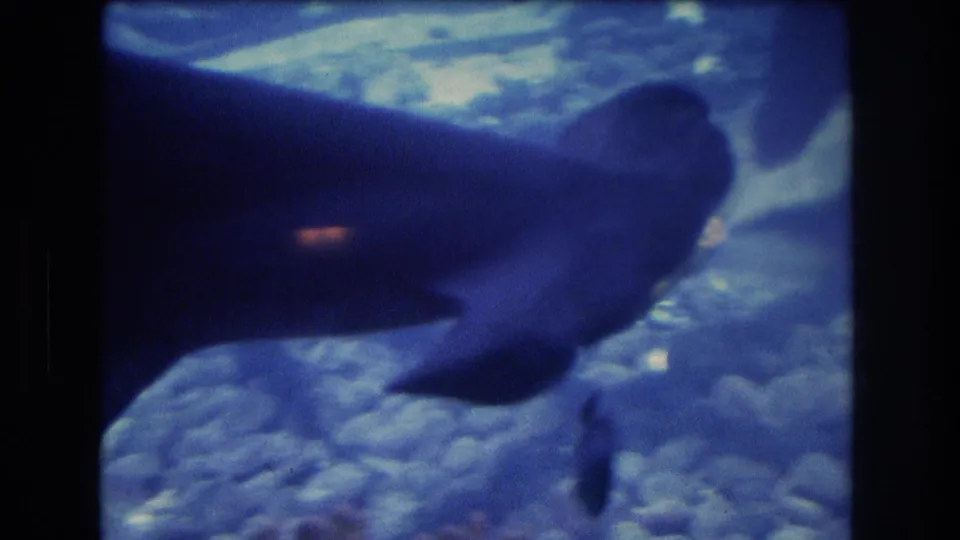 A close, soft 8mm view shows the hammerhead shark's body and fins moving past the glass over a rocky aquarium floor.