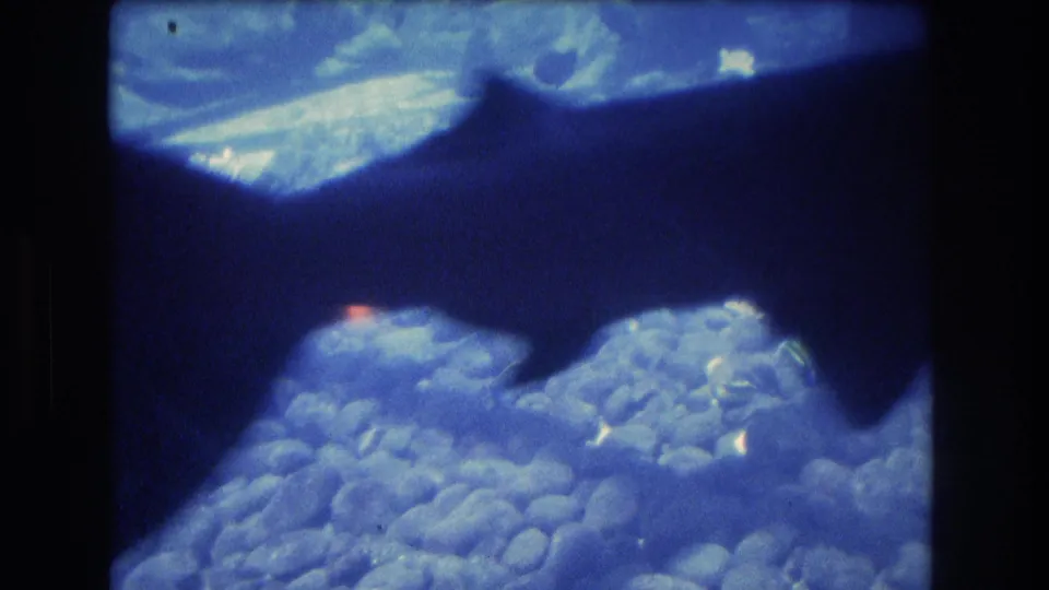 The hammerhead appears as a dark silhouette across the lower aquarium frame, with blue water and pale rocks visible behind it.