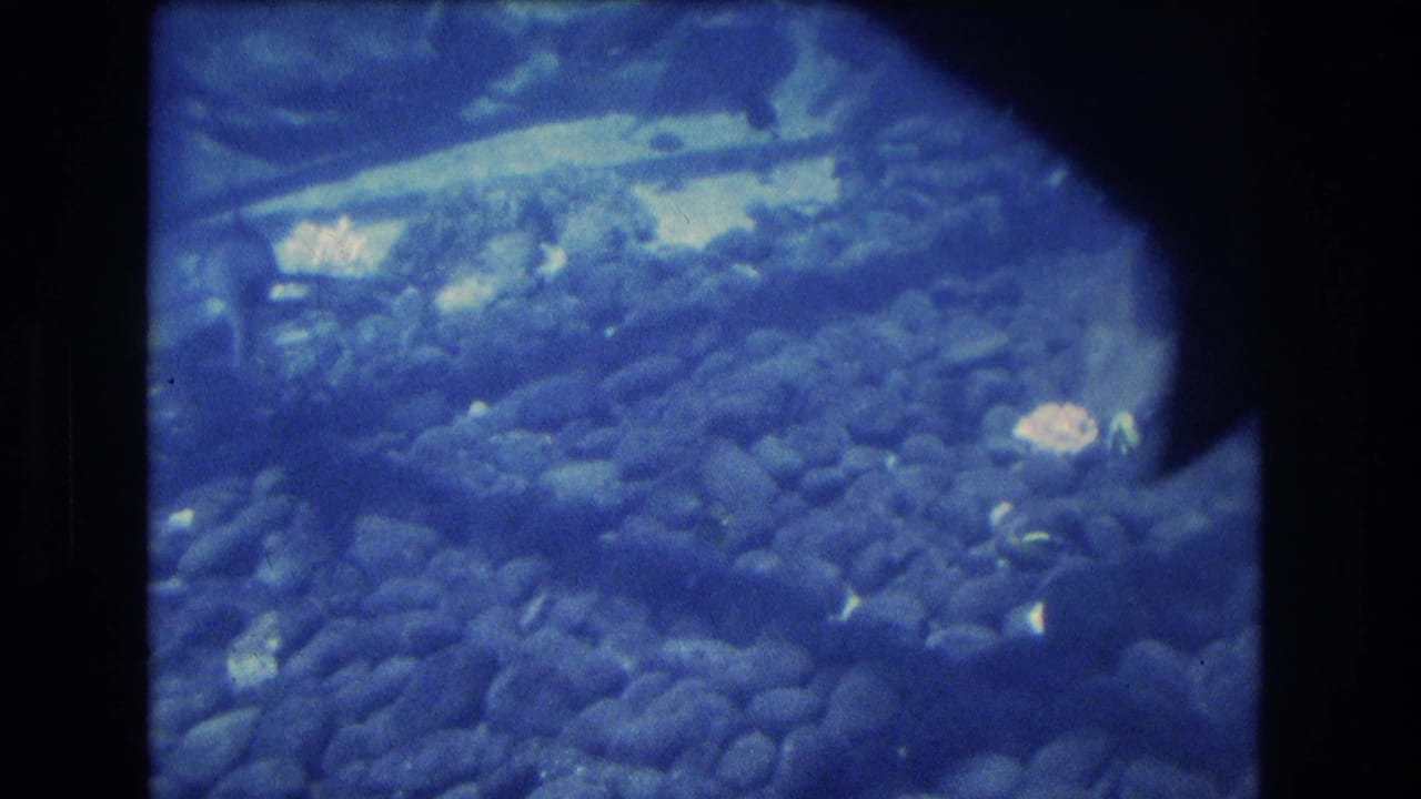 Fish swim above pebbles in a blue-tinted aquarium view.