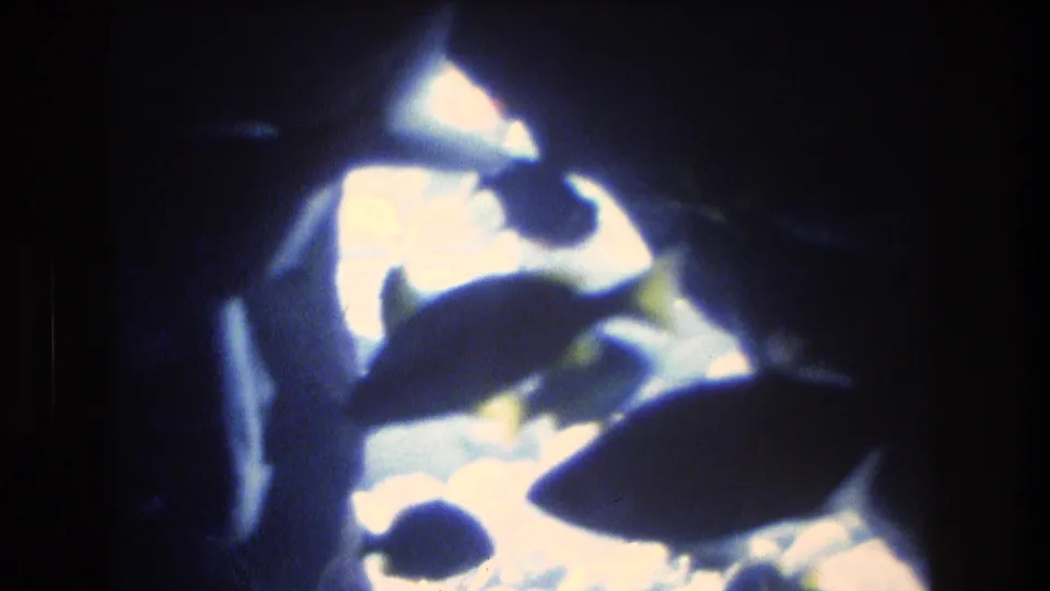 Blue-tinted 8mm frame showing several fish silhouettes swimming against bright aquarium light in the 1977 Honolulu home-movie clip.