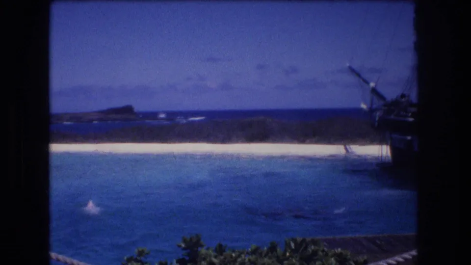 1977 Honolulu, Oahu frame showing a dolphin surfacing near shore, with white sand, blue water, foreground foliage, and rigging from a moored sailing ship at frame right.