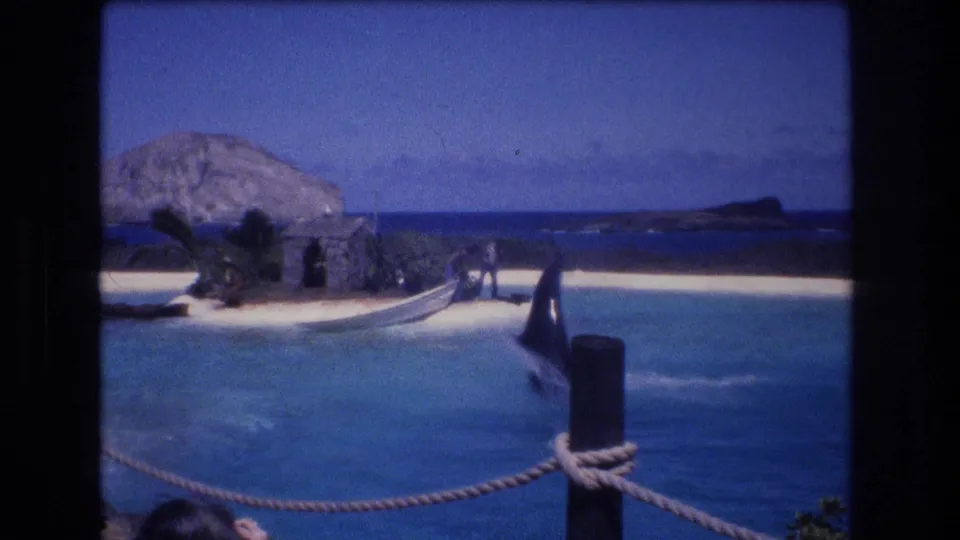 1977 Honolulu, Oahu 8mm frame with a dark marine animal jumping beside a tropical island set while distant people stand near a boat on the sand.