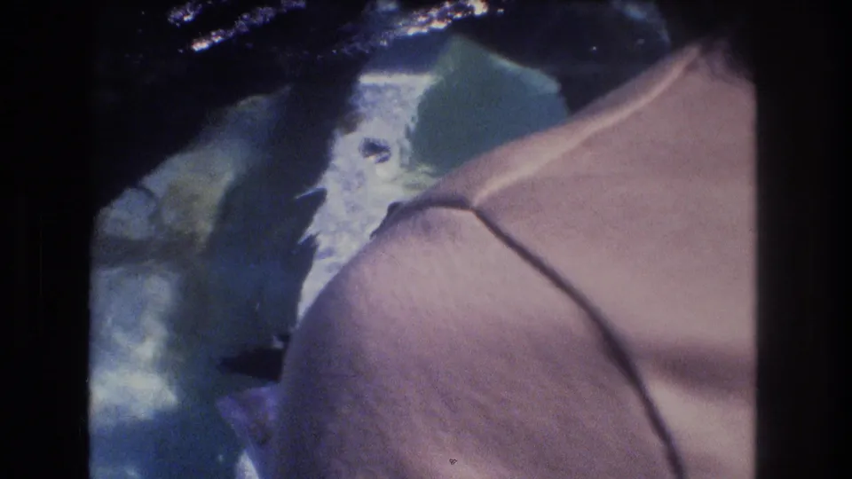 1977 Honolulu 8mm frame with a tan-clad shoulder or upper body in the foreground and small dark fish-like shapes visible in the water below.