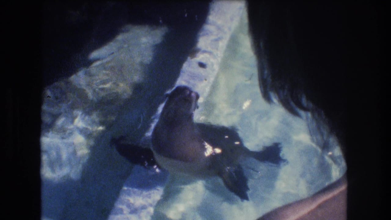 Sea lion gliding through bright blue water near the pool wall.
