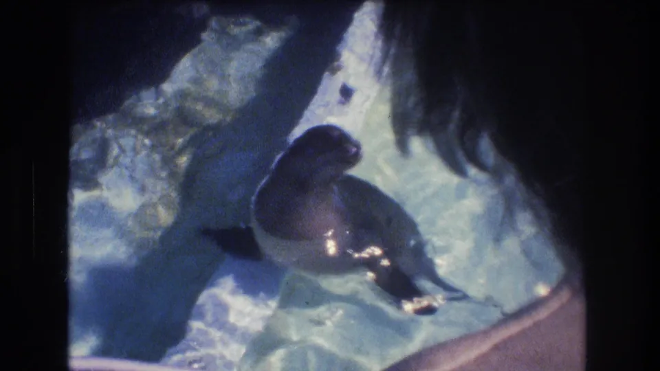 1977 Honolulu 8mm frame showing a sea lion turning in blue pool water while dark hair from a nearby observer enters the upper foreground.