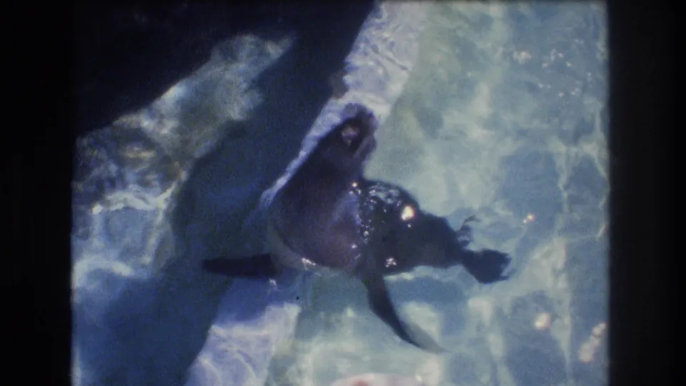 1977 Honolulu home-movie frame of a sea lion in a blue pool, seen from above with an observer's dark hair partly visible near the top border.