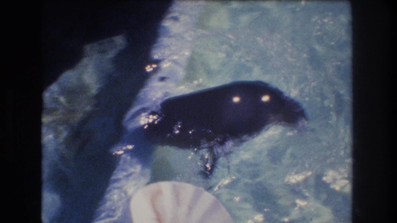 Small dark seal swimming in a clear water tank.
