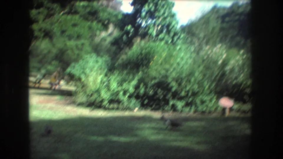 A peacock walks across a shaded lawn in a 1977 Honolulu, Oahu park, with dense shrubs, trees, and a small sign visible behind it.