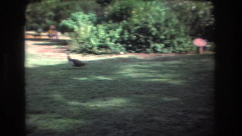 1977 Honolulu Oahu home-movie frame showing a dark bird on a shaded green lawn with dense tropical shrubs and a small sign or marker nearby.
