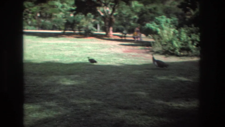 1977 Honolulu Oahu garden frame with two dark birds standing on a sun-dappled lawn, trees and shrubs in the background, and soft 8mm motion blur.
