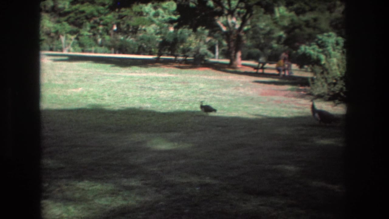 Two peacocks on a grassy lawn with trees and distant visitors.