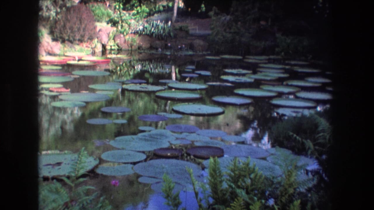 Lily pad pond bordered by tropical plants and shaded garden growth.