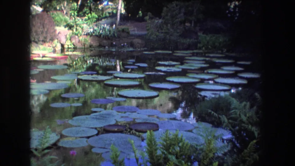 1977 Honolulu-area home-movie frame looking over a lily pad pond, with broad floating pads, still water, ferns, and layered greenery along the bank.