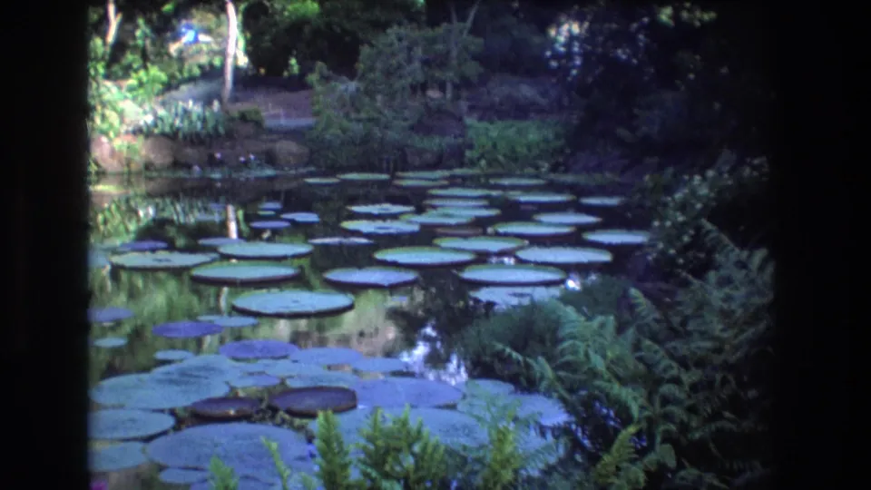 1977 Honolulu-area home-movie frame of a tranquil lily pad pond with circular pads across the water, ferns in the foreground, and shaded tropical garden planting beyond.