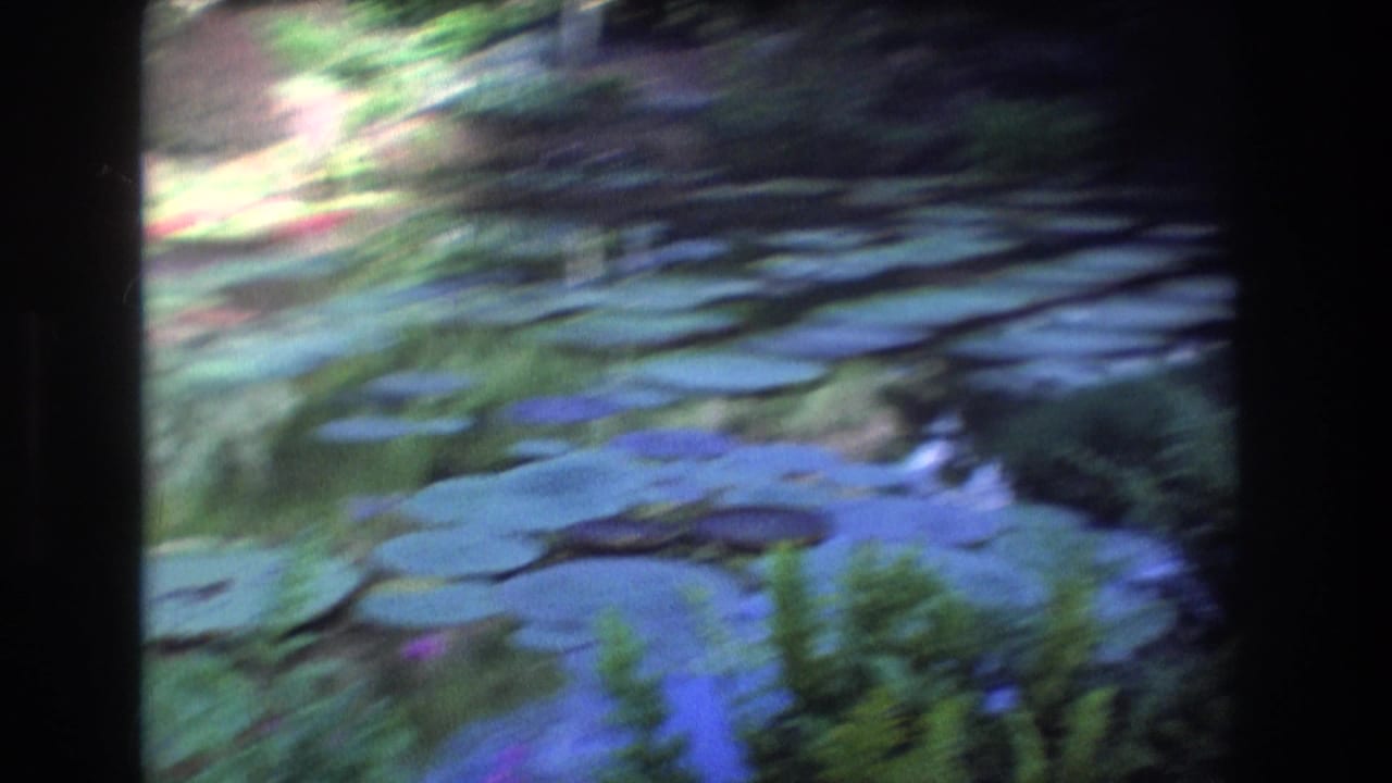 Soft-focus pond surface with many lily pads and reflected greenery.