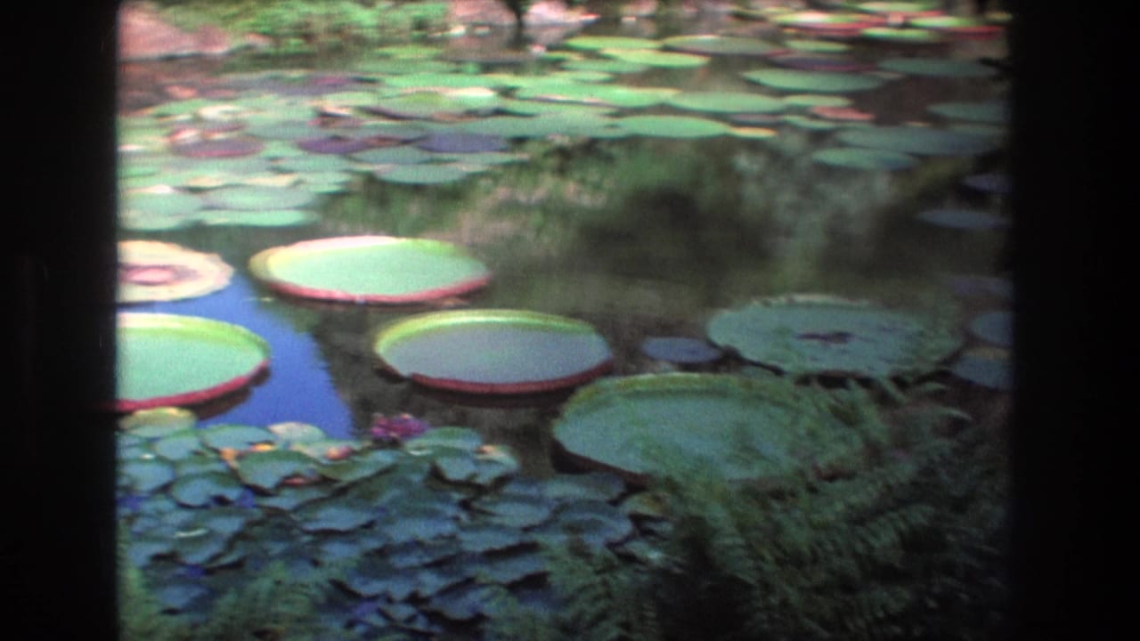 Large round lily pads floating among smaller leaves on dark pond water.