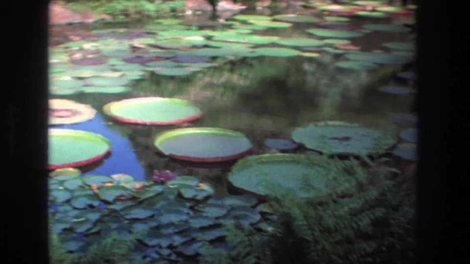 1977 Honolulu 8mm frame with several large platter-like lily pads, smaller floating leaves, dark reflective water, and dense greenery around the pond.