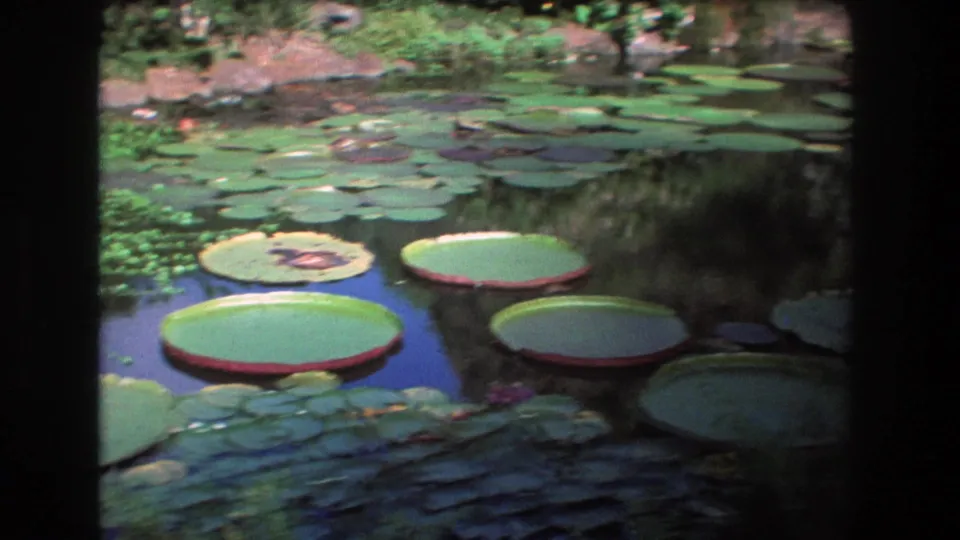 1977 Honolulu 8mm frame showing oversized circular lily pads in the foreground, smaller lily leaves across the pond, and tropical plants along the bank.